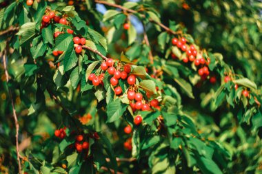 Taze kırmızı kiraz meyveleri bir ağaç dalında asılı.