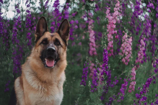 Alman Çoban Köpeği Çiçeklerin Arka Planında Oturur Güzel Akıllı Safkan — Stok fotoğraf