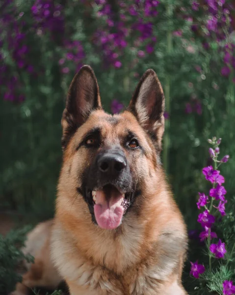 Den Tyska Shepherd Sitter Mot Bakgrund Blommor Vackra Smarta Fullblod — Stockfoto