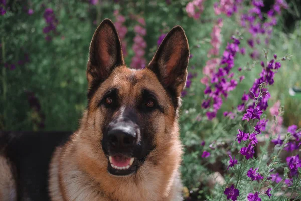 German Shepherd Sits Background Flowers Beautiful Smart Thoroughbred Dog Poses — Stock Photo, Image