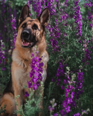 Alman çoban köpeği çiçeklerin arka planında oturur. Güzel akıllı safkan köpek pozları..