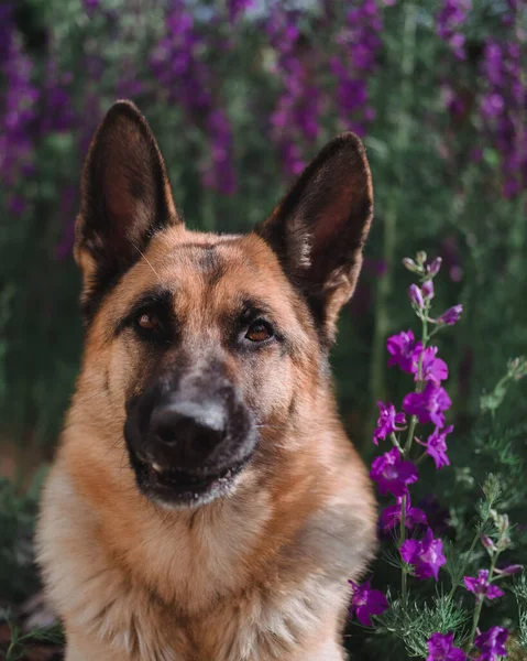 Den Tyska Shepherd Sitter Mot Bakgrund Blommor Vackra Smarta Fullblod — Stockfoto