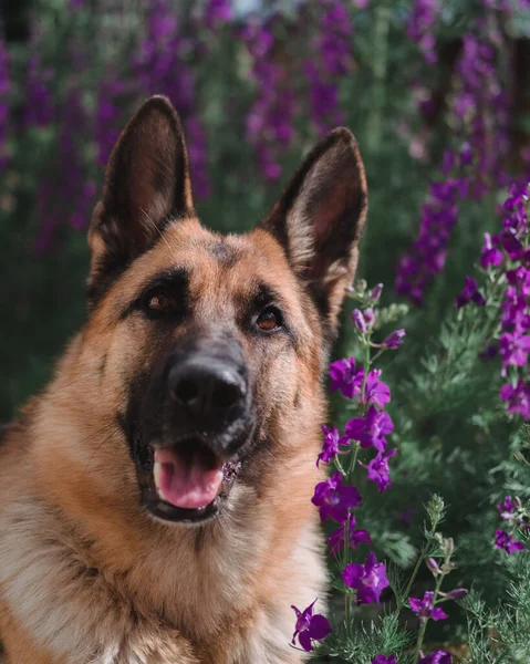 Den Tyska Shepherd Sitter Mot Bakgrund Blommor Vackra Smarta Fullblod — Stockfoto