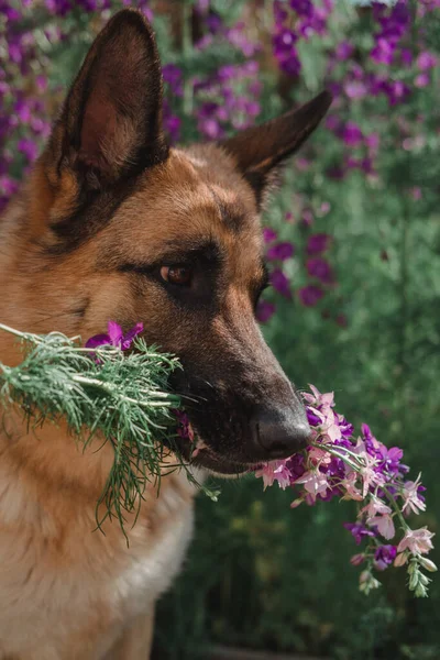 Den Tyska Shepherd Sitter Mot Bakgrund Blommor Vackra Smarta Fullblod — Stockfoto