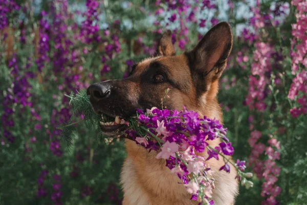 Alman Çoban Köpeği Çiçeklerin Arka Planında Oturur Güzel Akıllı Safkan — Stok fotoğraf