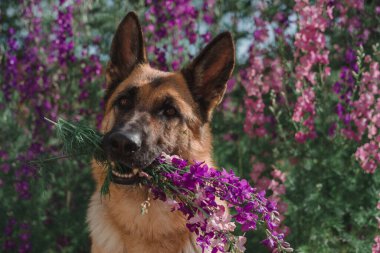 Alman çoban köpeği çiçeklerin arka planında oturur. Güzel akıllı safkan köpek pozları..
