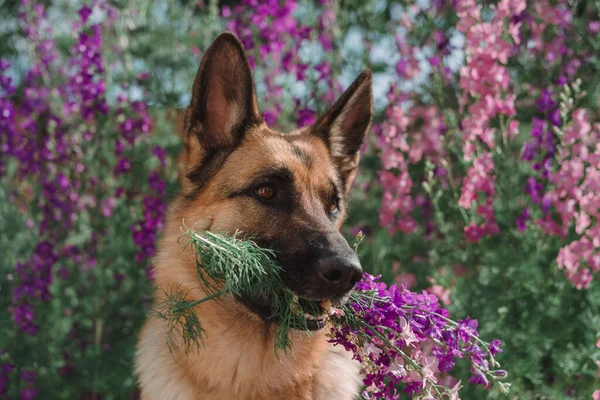 Alman Çoban Köpeği Çiçeklerin Arka Planında Oturur Güzel Akıllı Safkan — Stok fotoğraf