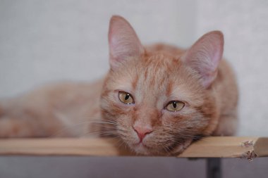 Çizgili kırmızı kedi arka planda yatar ve sana bakar.