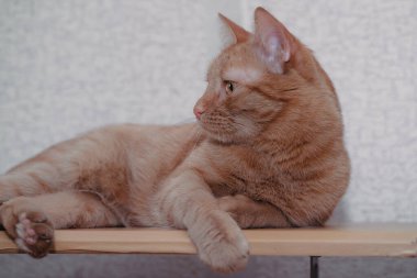 Çizgili kırmızı kedi arka planda yatar ve sana bakar.