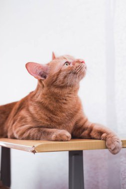 Çizgili kırmızı kedi arka planda yatar ve sana bakar.