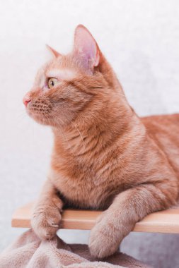 Çizgili kırmızı kedi arka planda yatar ve sana bakar.