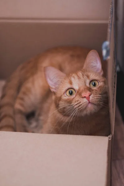 Kedi Bir Kutuya Saklandı Avlandı Siyah Bıyıklı Sarı Gözlü Kırmızı — Stok fotoğraf