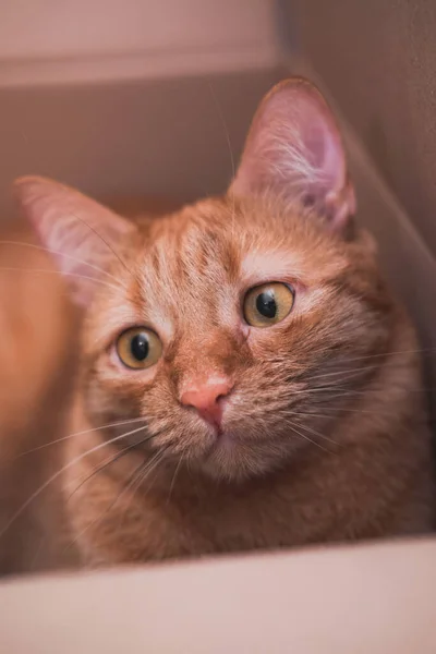 Kedi Bir Kutuya Saklandı Avlandı Siyah Bıyıklı Sarı Gözlü Kırmızı — Stok fotoğraf