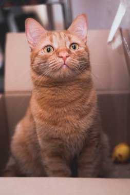 Kedi bir kutuya saklandı ve avlandı. Siyah bıyıklı, sarı gözlü kırmızı bir kedi portresi..