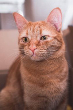 Kedi bir kutuya saklandı ve avlandı. Siyah bıyıklı, sarı gözlü kırmızı bir kedi portresi..