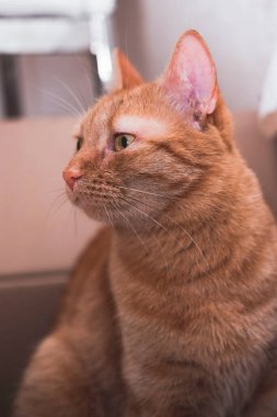 Kedi bir kutuya saklandı ve avlandı. Siyah bıyıklı, sarı gözlü kırmızı bir kedi portresi..