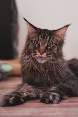 Yeşil gözlü büyük gri Maine Rakunu. Geniş gri çizgili bir kedi açık bir arka planda yerde yatıyor.