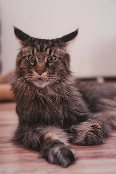 Big Grey Maine Coon Green Eyes Large Grey Striped Cat — Stock Photo, Image