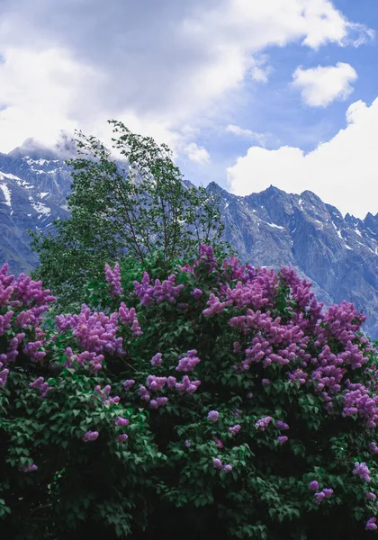 Hermosos Paisajes Montaña Flores Lila Primer Plano — Foto de Stock