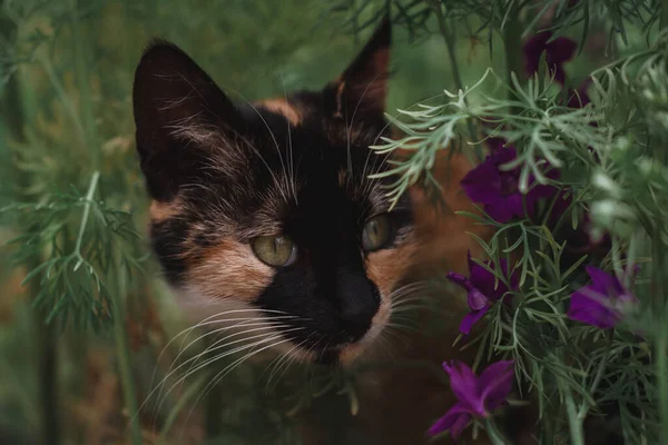 Katze Tricolor Blumen Schöne Katze Sitzt Der Natur Und Geht — Stockfoto