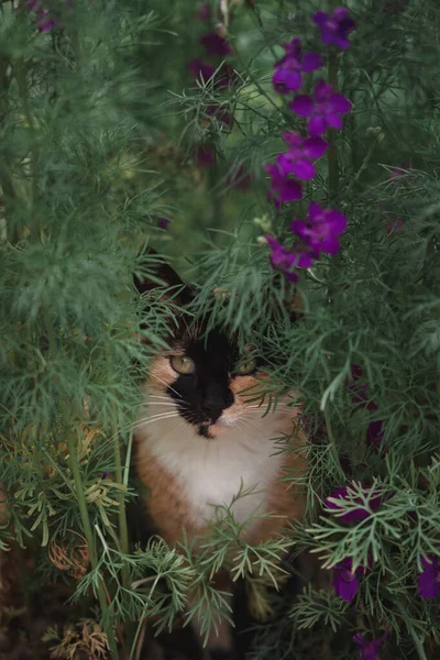 Macska Trikolor Virágban Gyönyörű Macska Természetben Sétál Házi Macska Fekete — Stock Fotó