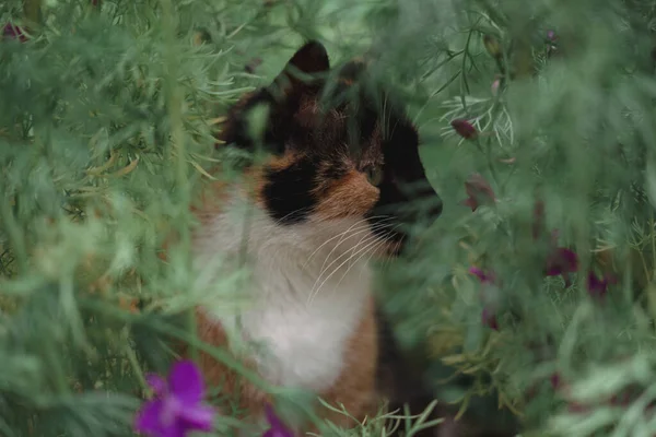 Gato Tricolor Flores Hermoso Gato Sentado Naturaleza Caminando Gato Doméstico — Foto de Stock