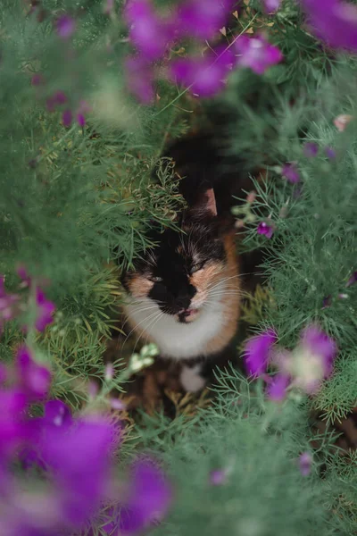 Tricolore Gatto Fiori Bellissimo Gatto Seduto Nella Natura Piedi Gatto — Foto Stock