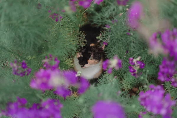 Gato Tricolor Flores Hermoso Gato Sentado Naturaleza Caminando Gato Doméstico — Foto de Stock