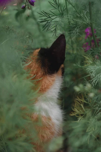 Tricolore Gatto Fiori Bellissimo Gatto Seduto Nella Natura Piedi Gatto — Foto Stock