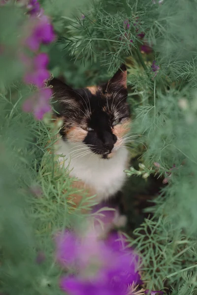 Kattendriekleur Bloemen Prachtige Kat Zittend Natuur Wandelen Huiskat Met Een — Stockfoto