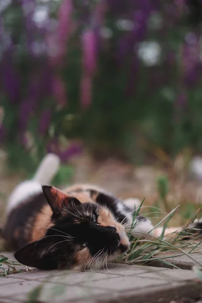 Prachtige Binnenlandse Kat Driekleur Rusten Straat Kat Ligt Grond Natuur — Stockfoto