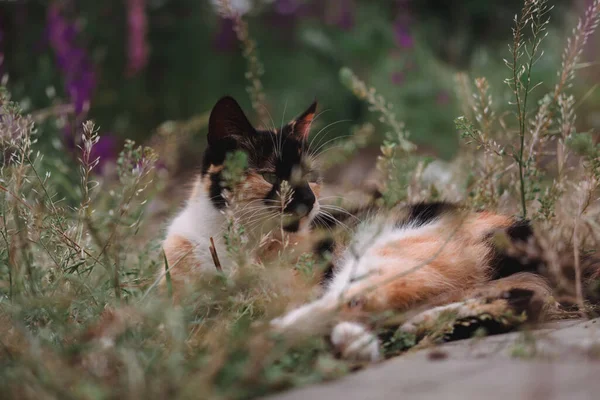 Schöne Hauskatze Tricolor Ruht Auf Der Straße Die Katze Liegt — Stockfoto