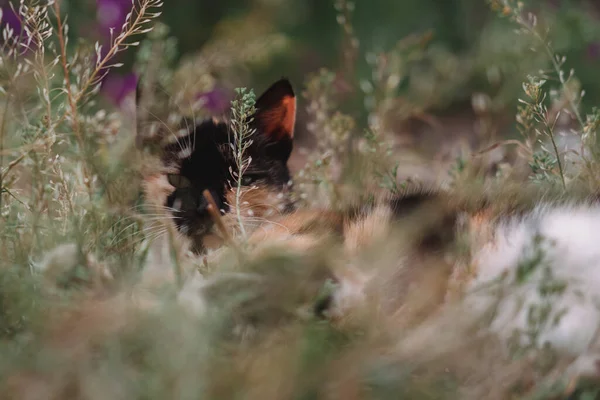 Sokakta Dinlenen Renkli Güzel Kedi Kedi Doğada Yerde Yatıyor — Stok fotoğraf