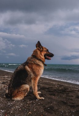Bulutlu bir havada kumsalda oturan siyah ve kırmızı bir Alman çoban köpeği mesafeye bakar. Köpek sahilde dinleniyor..