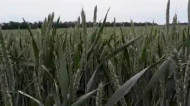 Buğday tarlası. Yeşil buğday rüzgarda sallanıyor. Tarım endüstrisi.