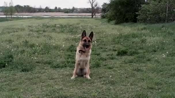 Owczarek Niemiecki Siedzi Polanie Potem Skacze Piłkę Ucieka Pies Skacze — Wideo stockowe