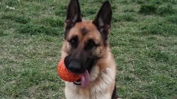 Ein Schäferhund Sitzt Auf Einer Lichtung Und Hält Eine Orangefarbene — Stockvideo