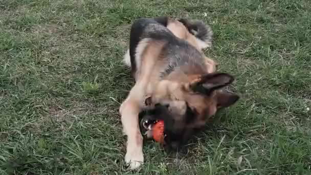 Bir Alman Çoban Köpeği Çayırda Uzanıyor Dişlerinde Turuncu Bir Top — Stok video