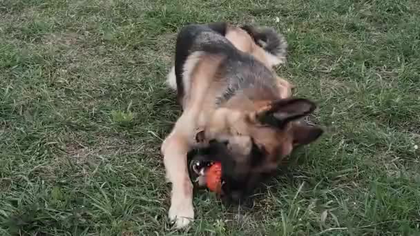 Een Duitse Herder Ligt Het Gras Een Open Plek Houdt — Stockvideo