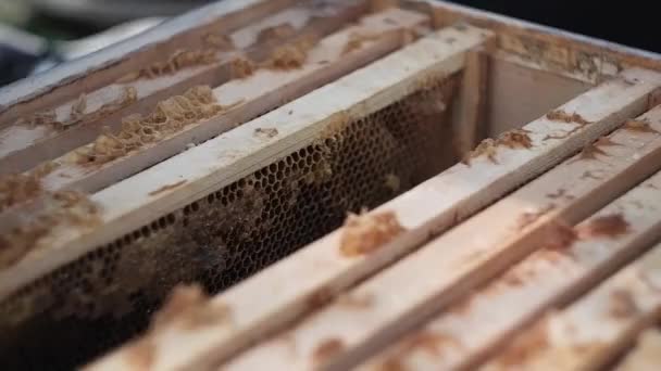 蜜蜂爬上蜂房的框架 寻找花蜜 — 图库视频影像