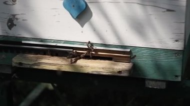 Bir arı kovanın yakınında uçar ve evine nektar taşır. Arılarda çok arı var..