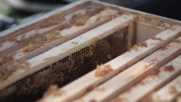 Méh Felmászik Kaptár Keretére Nektárt Keres — Stock videók