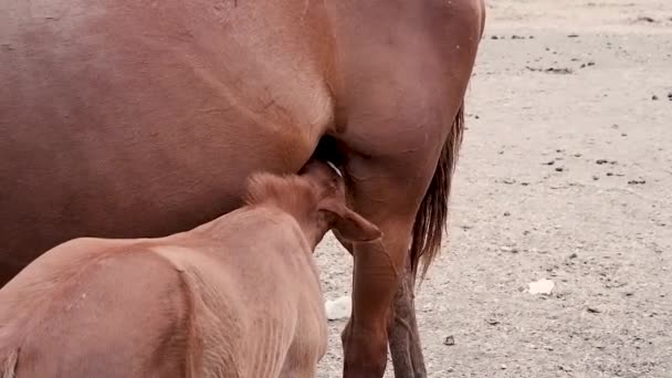 Poulain Boit Lait Mare Ferme Équestre Chevaux Bruns Grands Petits — Video