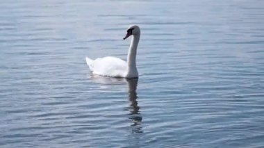 İki beyaz kuğu temiz bir gölette yüzer. Bir çift güzel vahşi kuş nehirde yüzüyor, vahşi beyaz kuğular için bir su deposu..