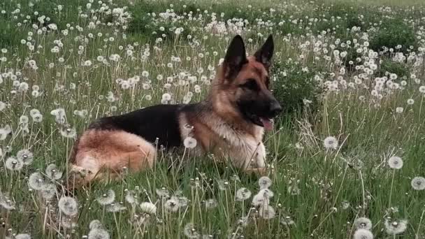 ドイツの羊飼いは白いタンポポの畑に横たわっています 美しいサラブレッドのスマート犬は野生の花にあります — ストック動画