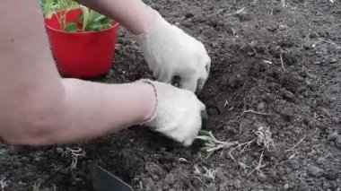 Eldivenli bir bahçıvan toprağa genç bir bitki diker. İnsan elleri yeşil büyümeye eğilimlidir..