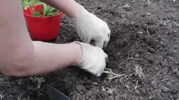 Jardinier Gants Plante Une Jeune Plante Dans Sol Les Mains — Video