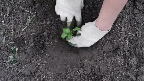 手袋の庭師は地面に若い植物を植えます 人間の手は緑の成長になりがちです — ストック動画