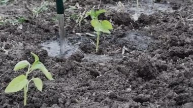 Genç bir bitkiyi suyla sulamak, tarım ve bahçıvanlık. Sebze bitkisiyle ilgilen. Küçük yeşil yapraklar ve kahverengi toprak. Bitkiyi akan suyla sula..