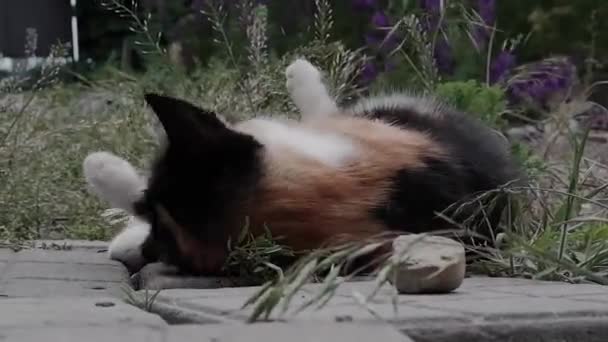 Sokakta Dinlenen Renkli Güzel Kedi Kedi Doğada Yerde Yatıyor — Stok video